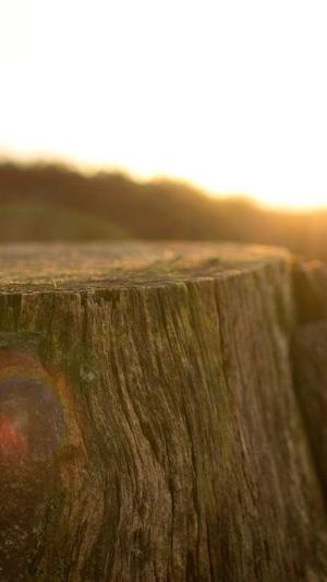 张柏芝黑料截图5