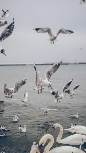 孕妇吃哈密瓜可以吗截图2