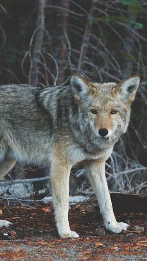 景向谁依黑料截图2