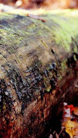 瓜不能和什么一起吃截图5